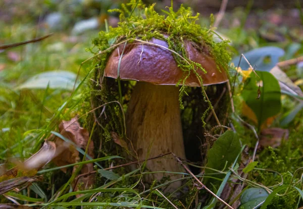 Witte Paddenstoel Het Gras Het Bos Aan Het Eind Van — Stockfoto