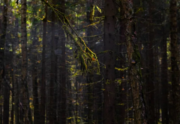 Elements Forest Thicket Spruce Jungle Sunset — Stock Photo, Image