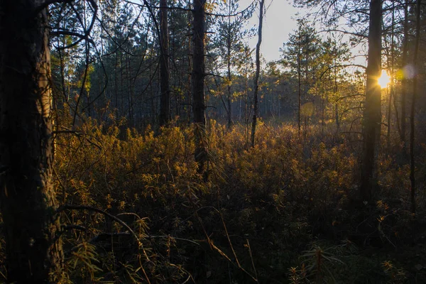 落日透过野迷迭香枝条和长满越橘的长袜在沼泽地里落下 — 图库照片