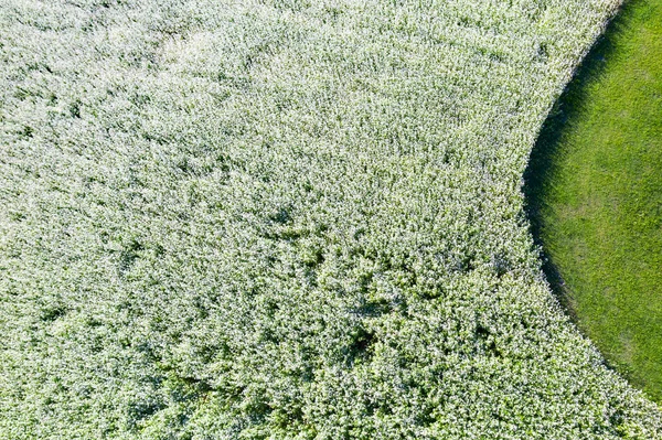 Alforfón Fagopyrum Esculentum Plantación Valtellina — Foto de Stock