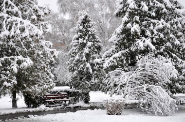 Belediye parkında birkaç büyük köknar ağacı karla kaplı.