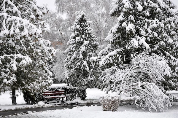 Belediye parkında birkaç büyük köknar ağacı karla kaplı.