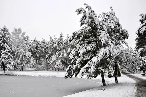 Belediye parkında donmuş gölet ve karlı köknar ağaçları