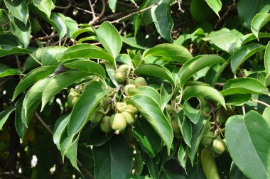 Güneşli bir günde bahçedeki dallarda çeşitli aktinidia meyveleri