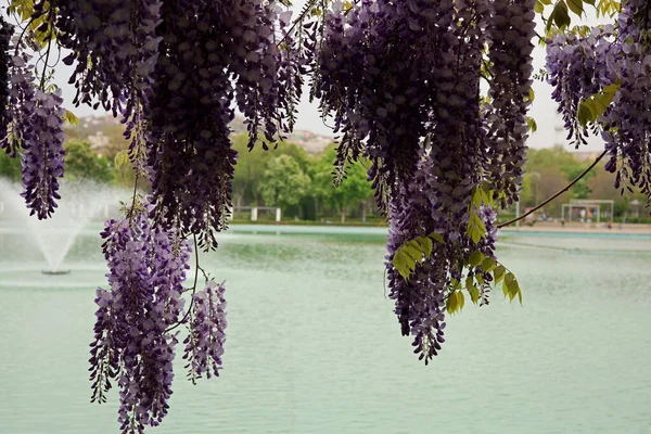 wisteria purple spring flowers in the garden