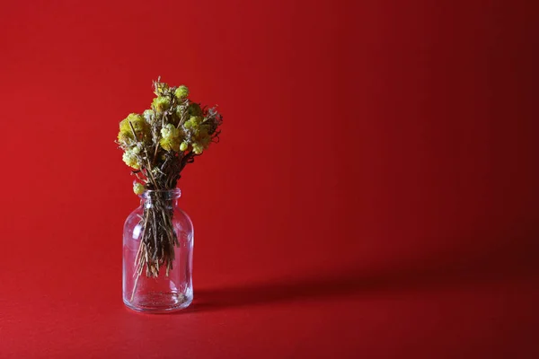 yellow dried flowers in vase on red background