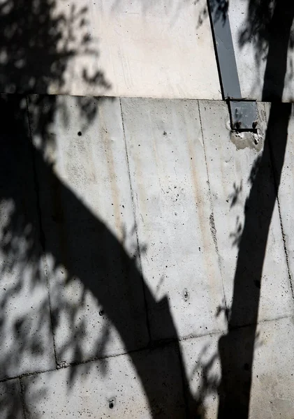 tree shadow on concrete wall
