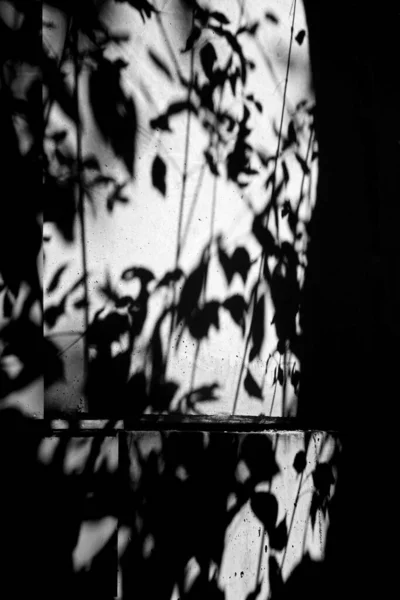 black and white shadow of the leaves of a tree on the wall