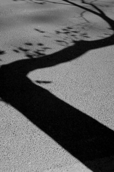 black and white shadow of a tree on asphalt