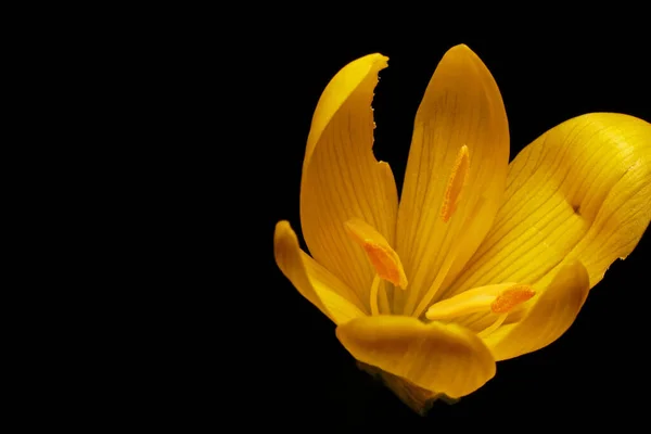 close-up yellow crocus flower on black background