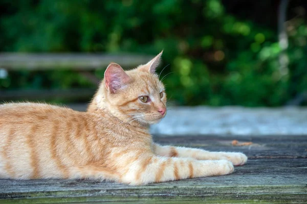 Ennek Tapadós Macskának Laza Testtartása Figyelmesség Nyugalom Egyike Bokeh Hatás — Stock Fotó