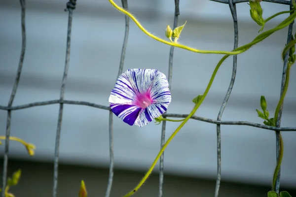 Ein Makroblick Auf Die Trompetenförmige Blume Morning Glory Die Mehrjährige — Stockfoto