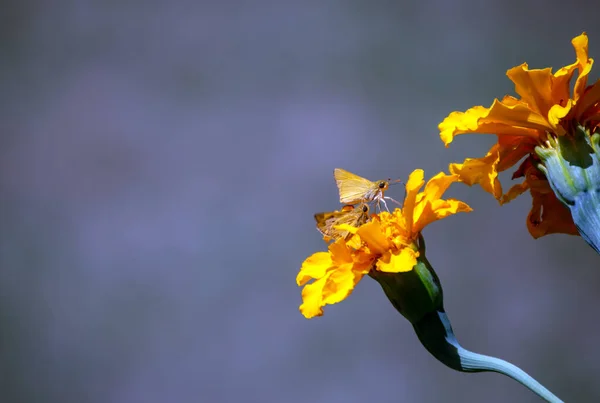 Ein Paar Schiffsmotten Und Ein Paar Ringelblumen Kombinieren Sich Vor — Stockfoto