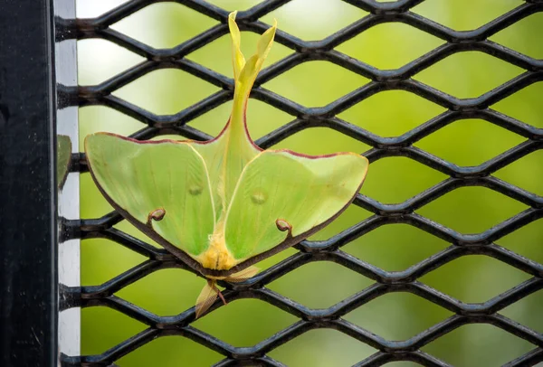 Μια Όμορφη Πράσινη Πεταλούδα Μια Μαύρη Σχάρα Ένα Ωραίο Πράσινο — Φωτογραφία Αρχείου