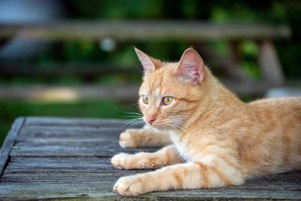 Pihentető Éber Csinos Narancssárga Cica Nagyon Tisztában Van Környezetével Bokeh — Stock Fotó