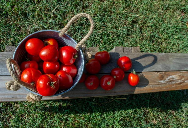Kraj Żyje Najlepszym Wydaniu Zdjęciem Jasnoczerwonych Pysznych Domowych Pomidorów Uprawianych — Zdjęcie stockowe