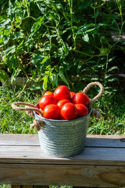 Cubo Metal Rústico Con Asas Cuerda Trenzada Está Lleno Tomates — Foto de Stock