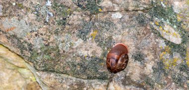 Yavaş hareket eden salyangoz büyüleyici bir yaratıktır. Bu Missouri 'deki ilginç bir doğa sahnesini resmeden renkli bir kaya duvarına bağlı. Bokeh.