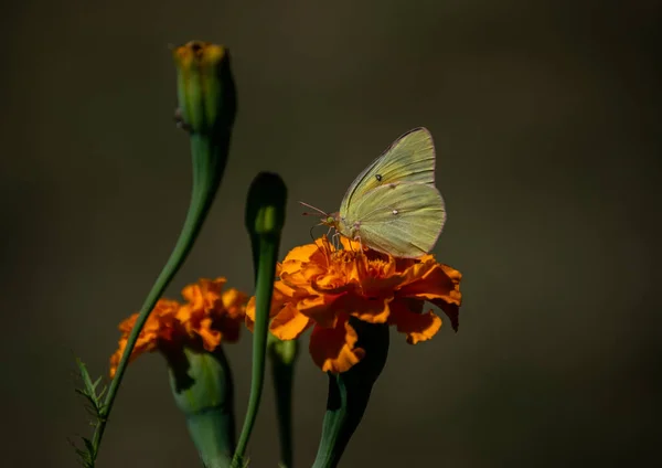 Longa Probóscide Estendida Uma Mariposa Sulfadora Sem Nuvens Amarela Vista — Fotografia de Stock
