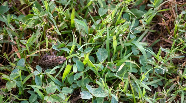 Маленькая Коричневая Пятнистая Лягушка Прячется Зеленой Траве Клевер Заднем Дворе — стоковое фото