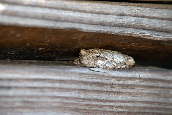 Close Look Little Gray Colored Frog Hiding Gray Colored Wooden — Stock Photo, Image
