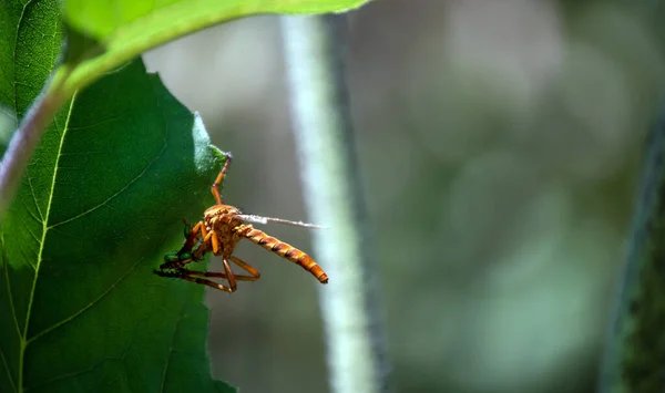 Dasypogoninae Interesting Insect One Dangles Precariously Green Leaf Missouri Garden — Stock Photo, Image