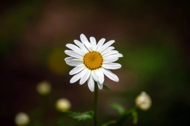 Tek bir papatyanın açık taç yaprakları vardır. Yakınlardaki papatya tomurcukları yüksek oranda dağılmış ve hafif bir parıltı etkisi yaratıyor..