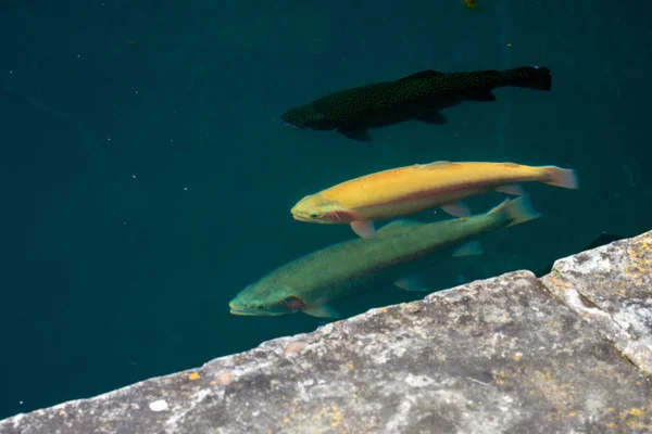 Trois Poissons Trois Couleurs Nageant Ensemble Dans Les Eaux Claires — Photo