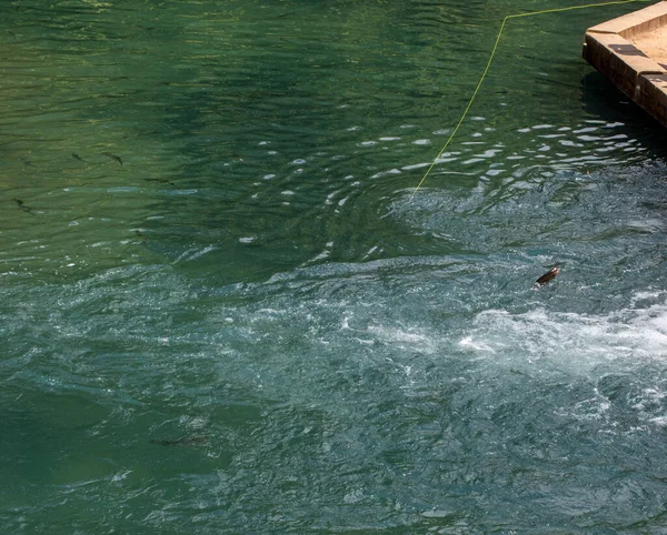 Attraper Poisson Est Très Amusant Fait Bon Repas Frais Après — Photo