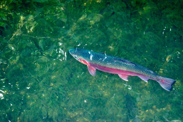这条彩虹鳟鱼在密苏里河清澈的水面上游泳时 反射出强烈的阳光 美丽而优雅 Bokeh — 图库照片