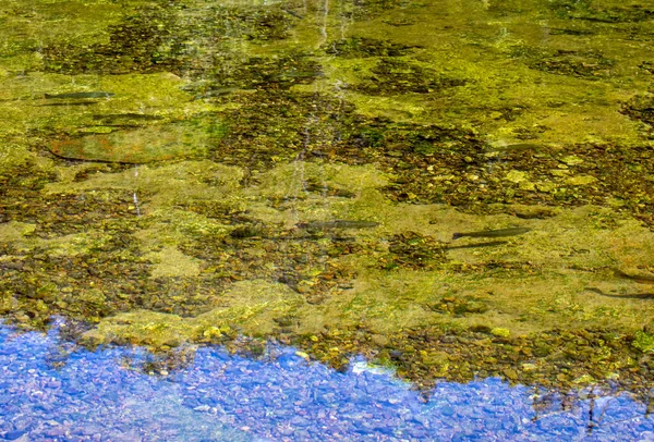 Καθαρό Νερό Αυτό Ποτάμι Του Αρκάνσας Καθιστά Δυνατή Την Παρακολούθηση — Φωτογραφία Αρχείου