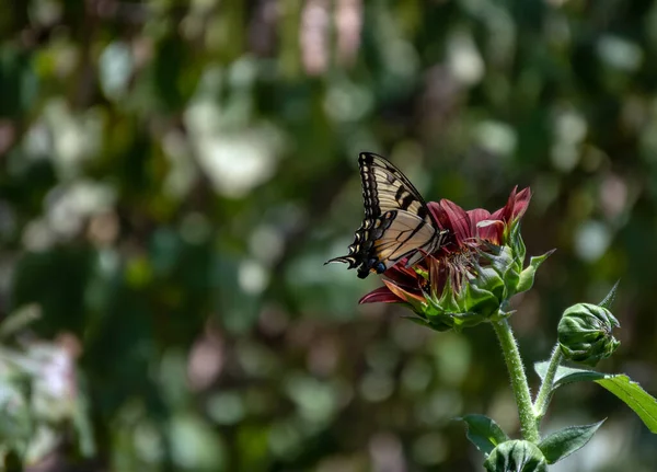 Nouveau Tournesol Qui Commence Peine Ouvrir Attiré Attention Grand Papillon — Photo