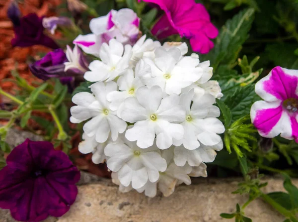 Красивое Белое Растение Вербены Выглядит Романтически Элегантно Окружении Разнообразных Распущенных — стоковое фото