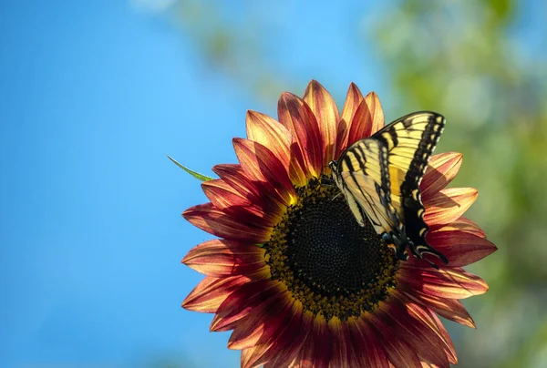 Beautiful Yellow Swallowtail Butterfly Closed Wings Gathers Pollen Maroon Golden — Fotografia de Stock