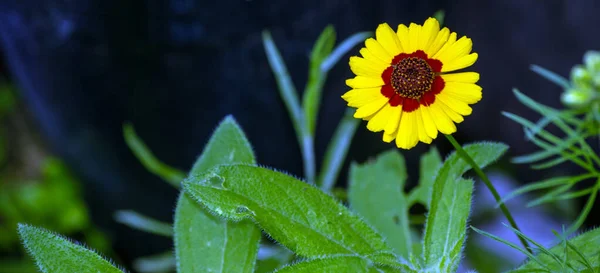 Eine Leuchtend Gelbe Blume Mit Rotem Zentrum Und Hübschen Grünen — Stockfoto