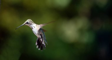 Bu beyaz kuyruk tüylü dişi sinekkuşu, sönmüş yeşil arka plana karşı havada asılı duruyor. Güzel kuş fotoğrafçılığı. Bir sürü kopyalama alanı var.