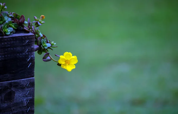 Eine Hübsche Kleine Gelbe Blume Die Aus Dem Hölzernen Blumenkübel — Stockfoto