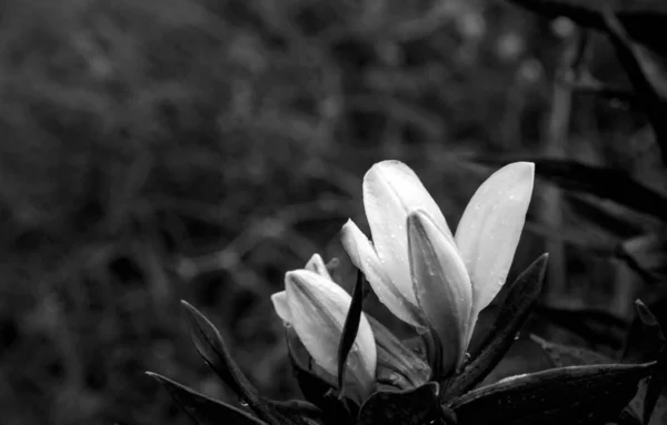 Ein Kontrastreiches Schwarz Weiß Porträt Einer Lilienblüte Defokussierter Hintergrund — Stockfoto