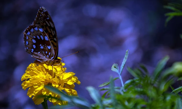 Une Belle Photographie Des Ailes Marron Mouchetées Grand Fritiliaire Pailleté — Photo