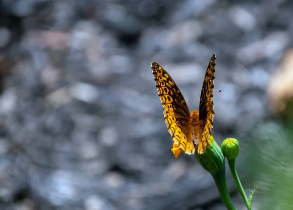 Regard Près Sur Les Ailes Partiellement Ouvertes Joli Papillon Fritilaire — Photo