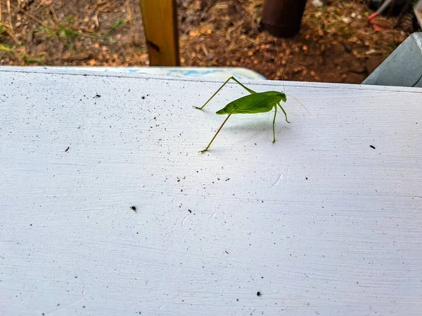 Green Katydid Stands Motionless White Board Creating Nice Contrast Close — Fotografia de Stock