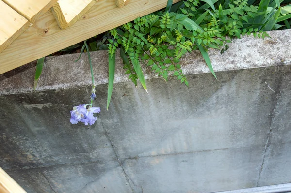 Single Lavender Iris Dangles Cement Wall Nice Greenery Glimpse Wooden — Stockfoto