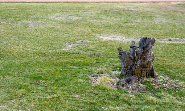 Par Velhas Botas Trabalho Desgastadas Nos Ramos Serrados Velho Tronco — Fotografia de Stock