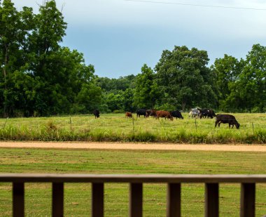 Missouri 'deki bu evin arka güvertesinden bakanlar otlakta otlayan bir inek sürüsünü izleyebilirler. Odaklanamayan ön korkuluk. Bokeh.