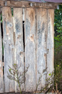 This old log structure nestled back in the woods portrays a sense of peace and romance. Bokeh.