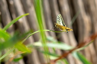 Sarı kelebek güneşli bir günde çimlerin üzerinde