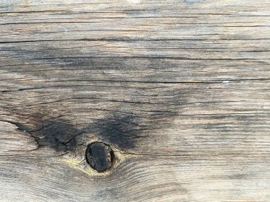 Devrilmiş bir ağacın iç manzarası. bir ağaç kütüğü bölümü