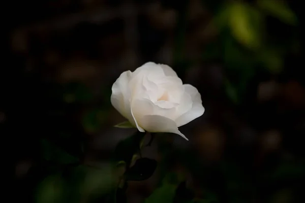 Eine Weiße Rose Mit Grünen Blättern — Stockfoto