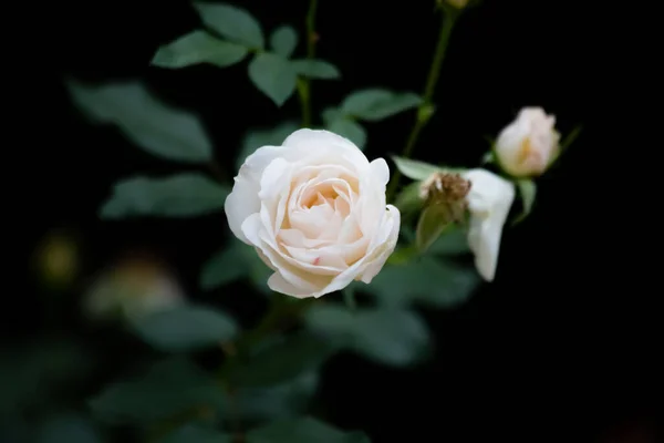 White Rose White Rose Green Leaves — Foto Stock
