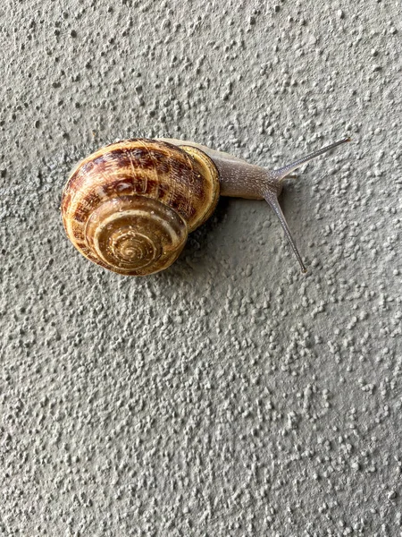Snail Walking Wall — Fotografia de Stock
